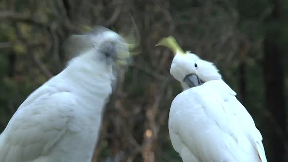 Cute cockatoos in the Dandenong ranges alt