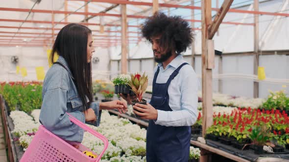 Handsome Sales Assistant Helping Young Female Customer with Plants and Flowers in Greenhouse or alt