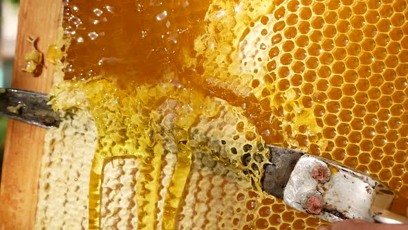 The Knife Cuts the Wax From the Honey Frame
