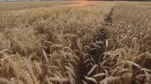 Wheat And Corn Sunset