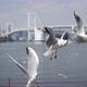 Flying Seagulls Hunting for Food in Slow Motion - VideoHive Item for Sale