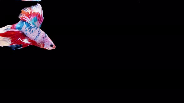 Siamese fighting fish (Betta splendens) alt