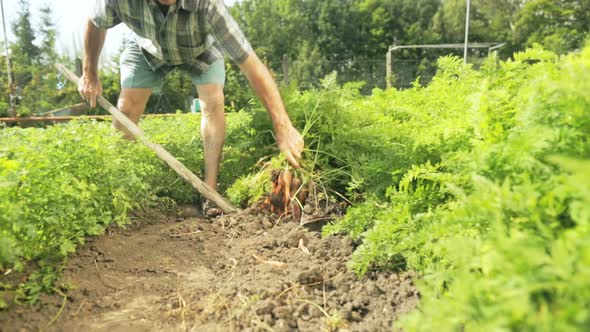 Senior Farmer Harvesting Carrots alt