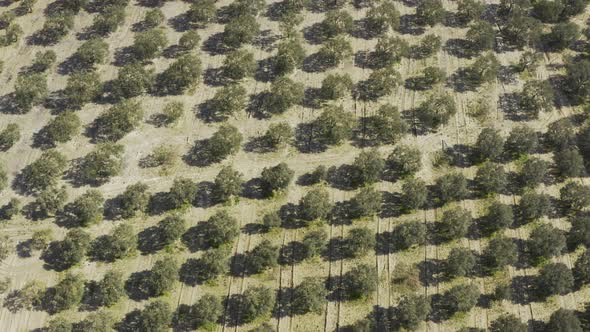 Field And Trees Aerial View 