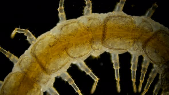 Centipede Lithobius Forfatus, a Predator in the Forest, in the Forest Floor, Under a Microscope alt