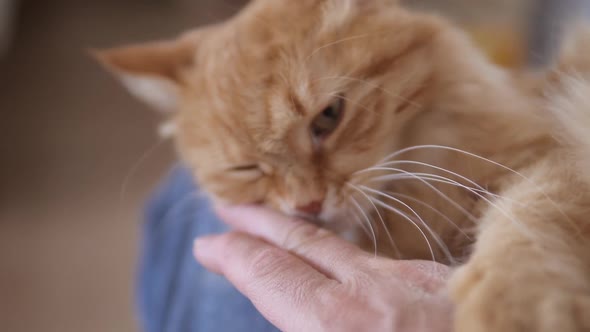 Man Strokes Cute Ginger Cat. Fluffy Pet Purrs with Pleasure. Cozy Home. alt