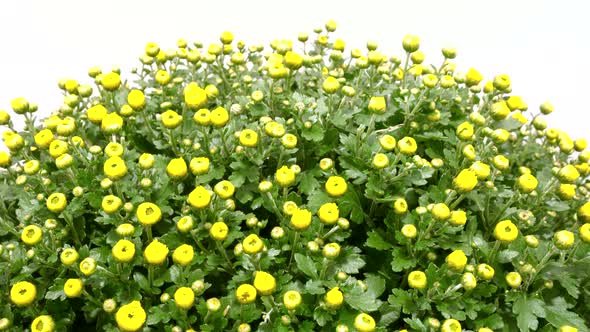 Timelapse Blooming Yellow Chrysanthemum Flower alt