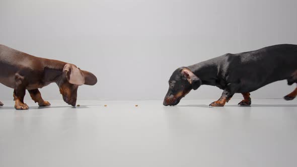 Two Dachshund Dog Puppies Eat Treats From the Floor Going From Opposite Sides of the Frame on a