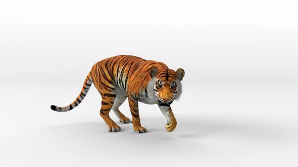 Tiger bengal movement attack.