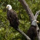 American Bald Eagle 03 - VideoHive Item for Sale