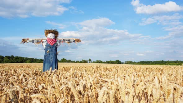 Timelapse of a Scarecrow 
