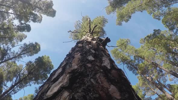 Green forest trees and nature scenic place - concept of beauty of nature and wood environment alt