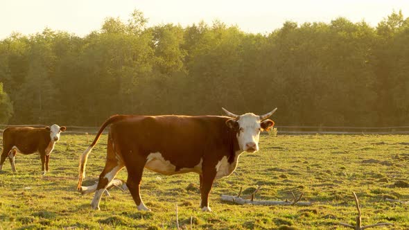 A brown cow walks through the pasture, bathed in the setting sun. Shooting by wiring.