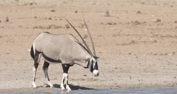 Long Horns of the Oryx