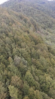 Carpathian Mountains alt