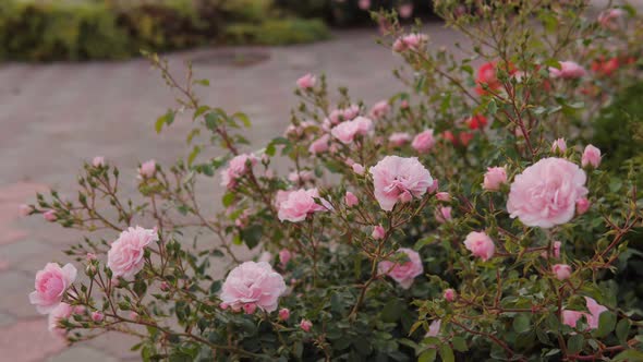 A Cluster of Beautiful Pink Roses in the City Flower Bed in the Park or Botanical Garden