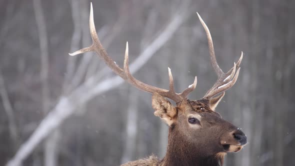elk bull looks at you and walks out of frame slow motion snow falling alt