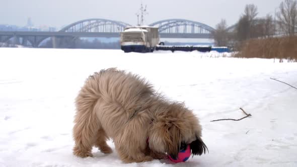 Furry Shihtzu Puppy Holds Coloured Ball on Frozen River alt