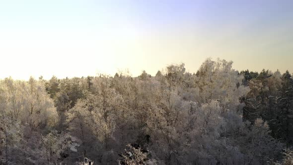 Frozen Trees Covered with Snow and Frost on the Background of a Winter Forest