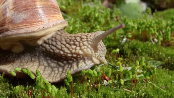 Helix Pomatia Also Roman Snail, Burgundy Snail alt