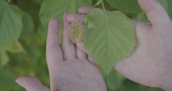 Closeup of a Man's Hand Touching a Large Green Leaf of a Tree