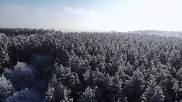 Winter Nature Concept alt