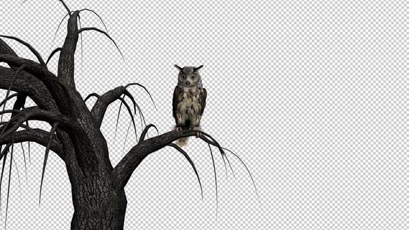 Horned Owl - Sitting on Tree - Transparent Loop