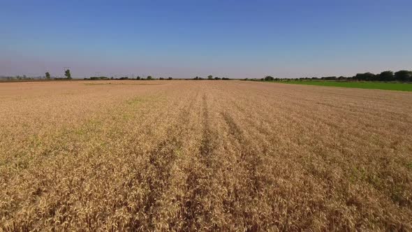 Aerial Shot of a Wheat Field Full Hd alt
