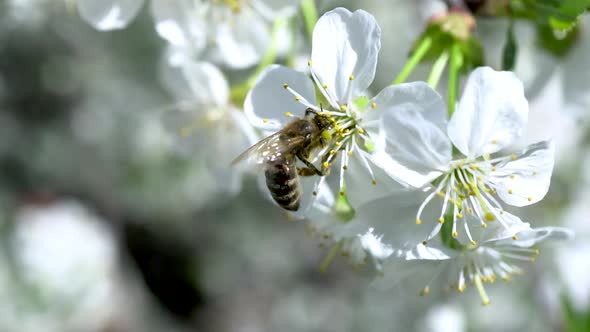 A Bee Pollinates a Flowering Cherry Tree. Bee on a Flower Close-up. alt