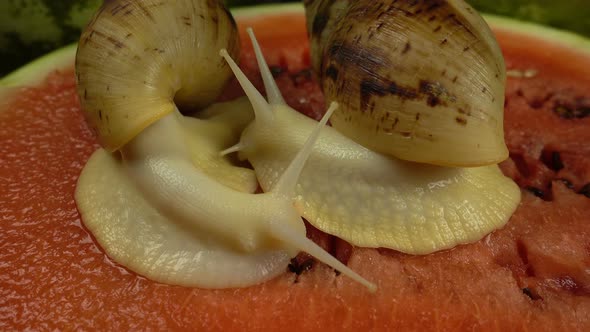 African giant snails on the watermelon