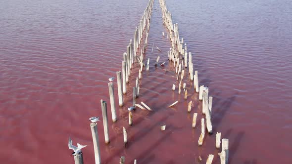 Pink Space Fantastic Salt Lake Sasyk Sivash in the Crimea in the Summer Flying alt