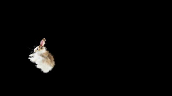 60 Rabbit Jump Over HD alt