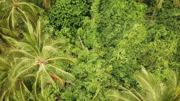 Aerial Video Above Tropical Forest of Samui islandThailand