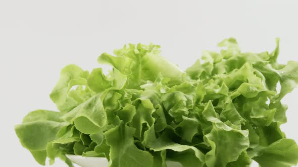 Green oak fresh lettuce planted in the Hydroponics style is beautifully placed and slowly rotating. alt
