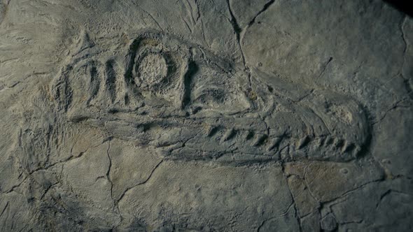 Raptor Dinosaur Fossil Closeup Shot, Stock Footage | VideoHive