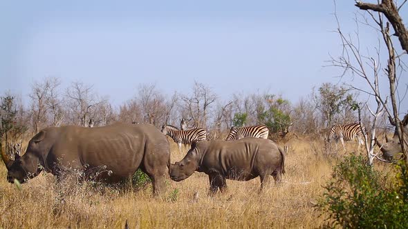 Southern white rhinoceros in Kruger National park, South Africa alt