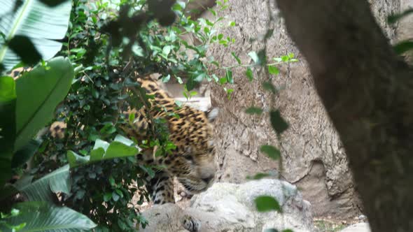 Jaguar (Panthera onca), largest cat species in the Americas alt
