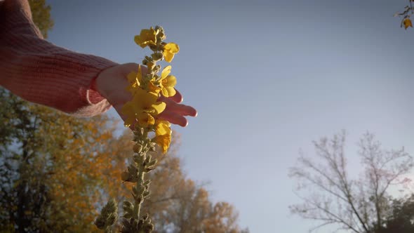 Women touching a nice flower in the sunset alt