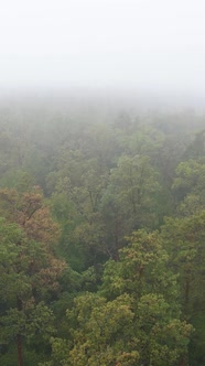 Vertical Video Fog in the Forest Aerial View alt