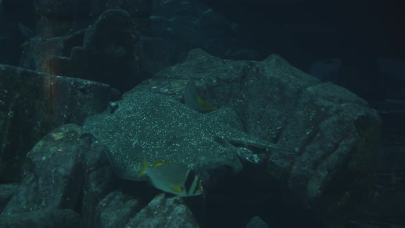 Single Stingray Fish with Spots Moving and Swimming Underwater with a Variety of Small Multicoloured alt