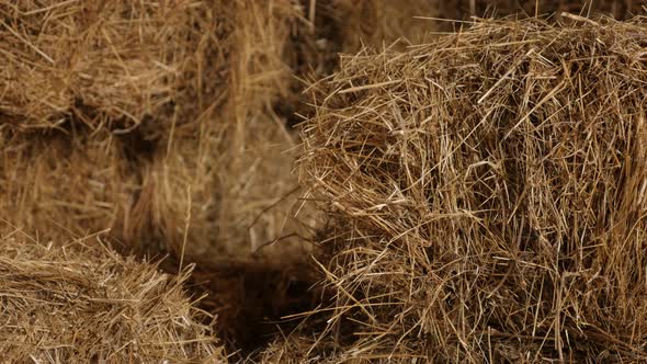 Close-up of winter animal food rectangular bales in the barn  4K 2160p 30fps UltraHD tilting footage alt