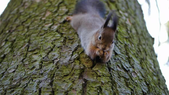 Forest squirrel eating nuts sitting on a tree 4K