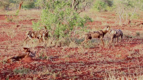 Collared African wild dogs, Lycaon pictus feed off scraps of a kill in winter at Zimanga in the Kwa- alt