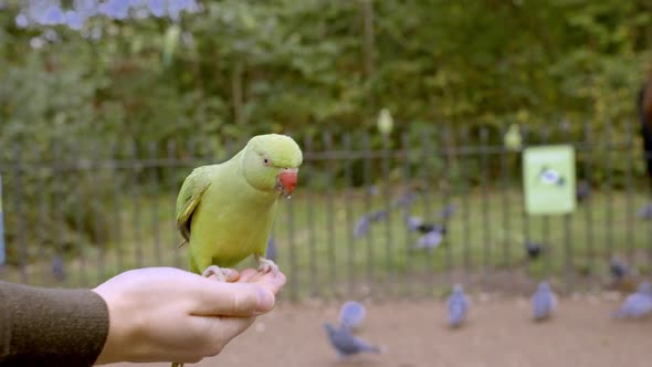 Green Parrot in London Flying in the Park and Sitting on a Hand alt
