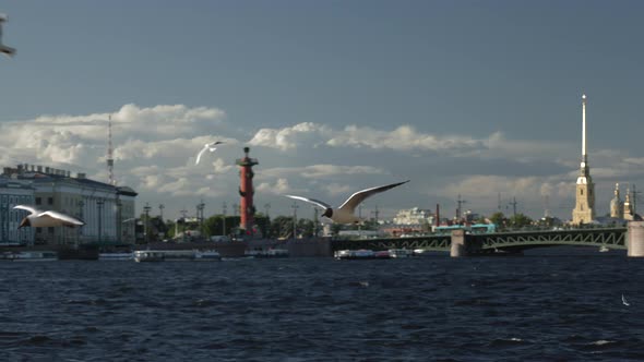seagulls fly on the embankment of the Neva River with a view of St. Petersburg alt