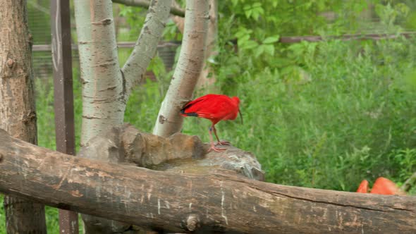 Exotic Birds Red Ibis Drinking Water