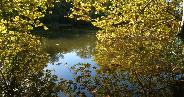 The pond Sainte Perine, Forest of Compiegne, Picardy, France alt