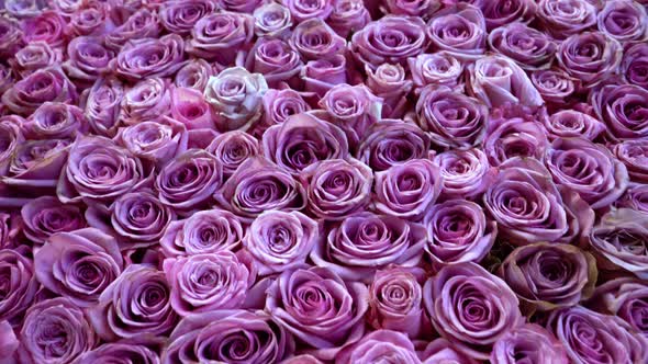 Natural Roses Background alt