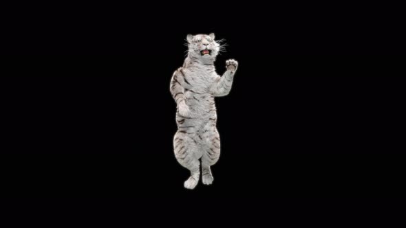 White Tiger Dancing 4K alt