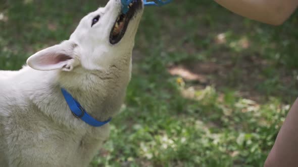 White Dog Tries To Take a Toy Away From a Girl alt